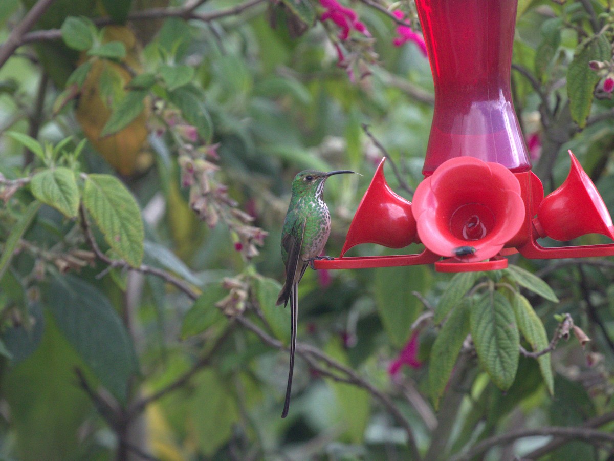 Colibrí Colilargo Mayor - ML620826758