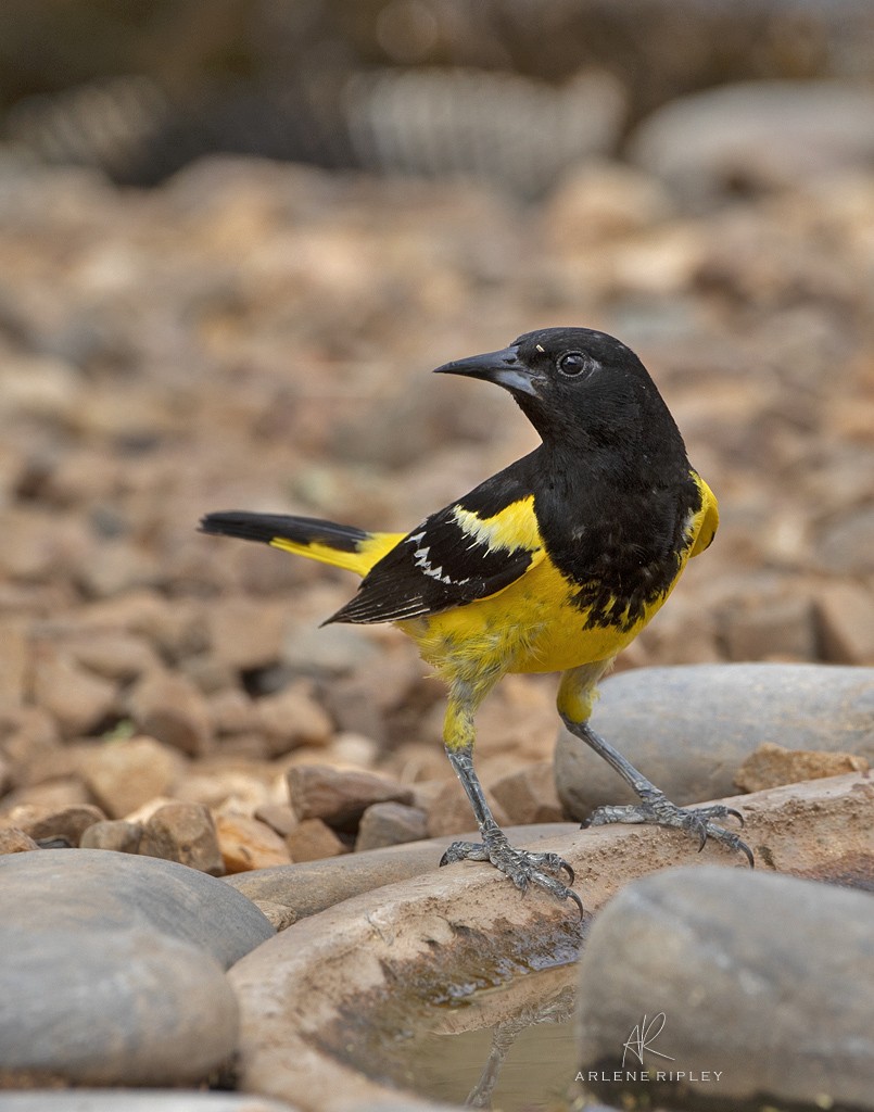 Scott's Oriole - ML620826759