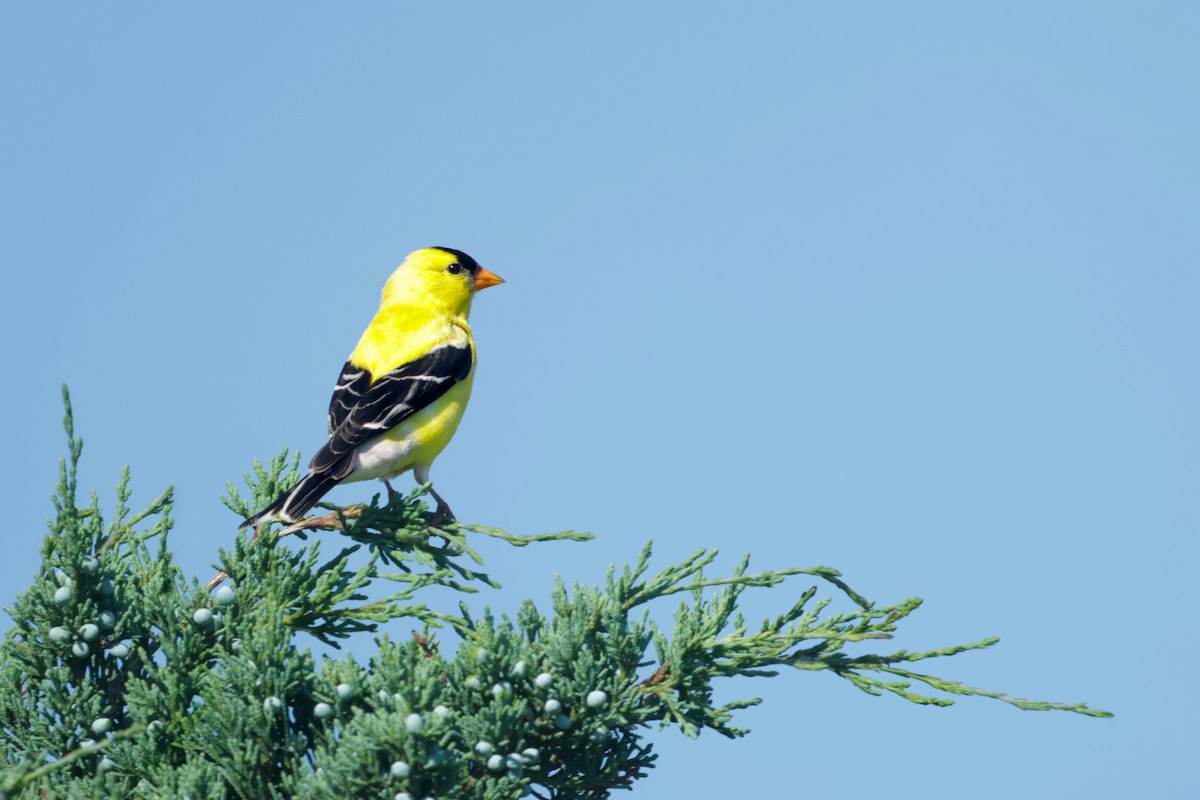 American Goldfinch - Jim Carroll