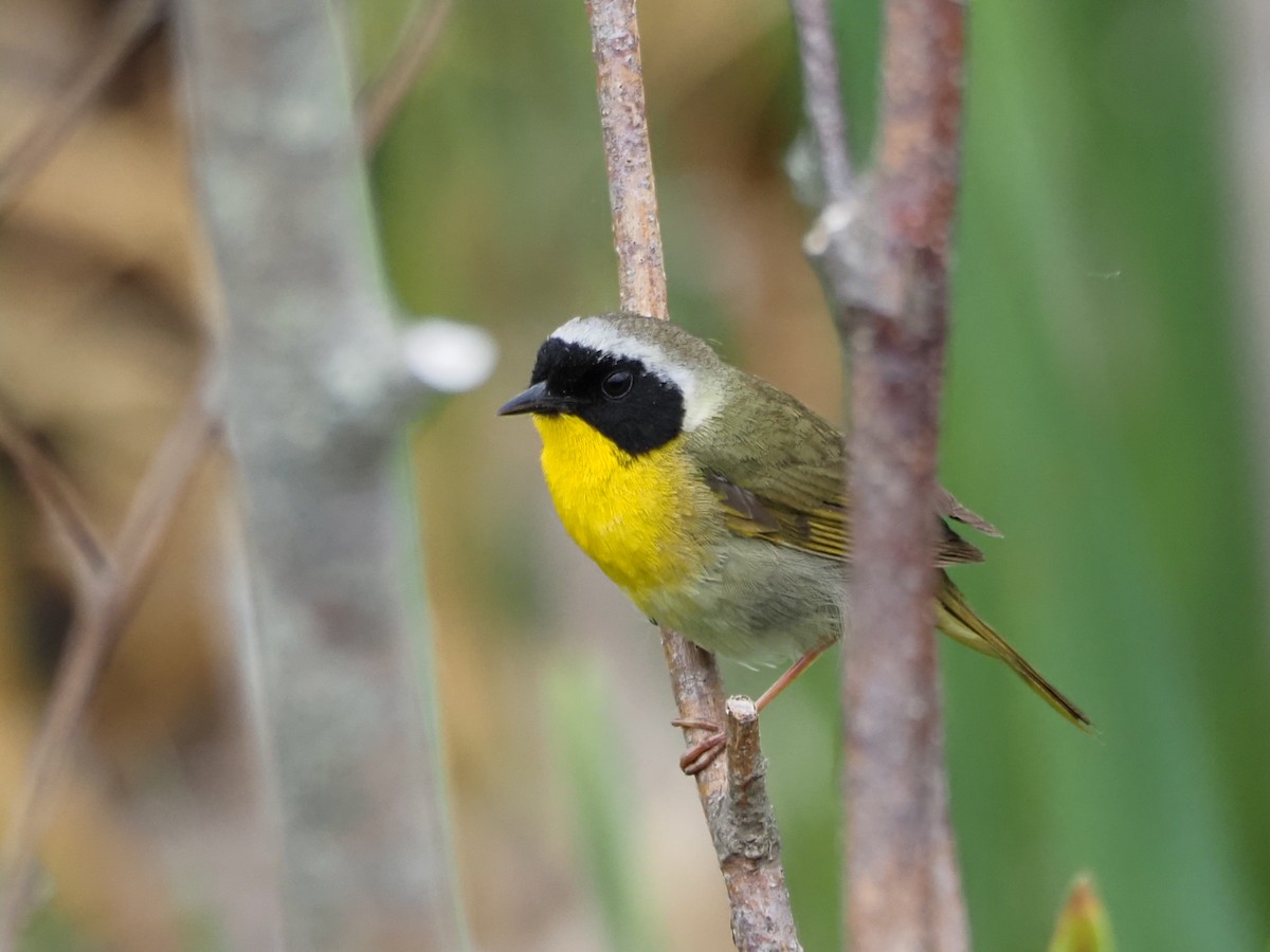 Common Yellowthroat - ML620826761