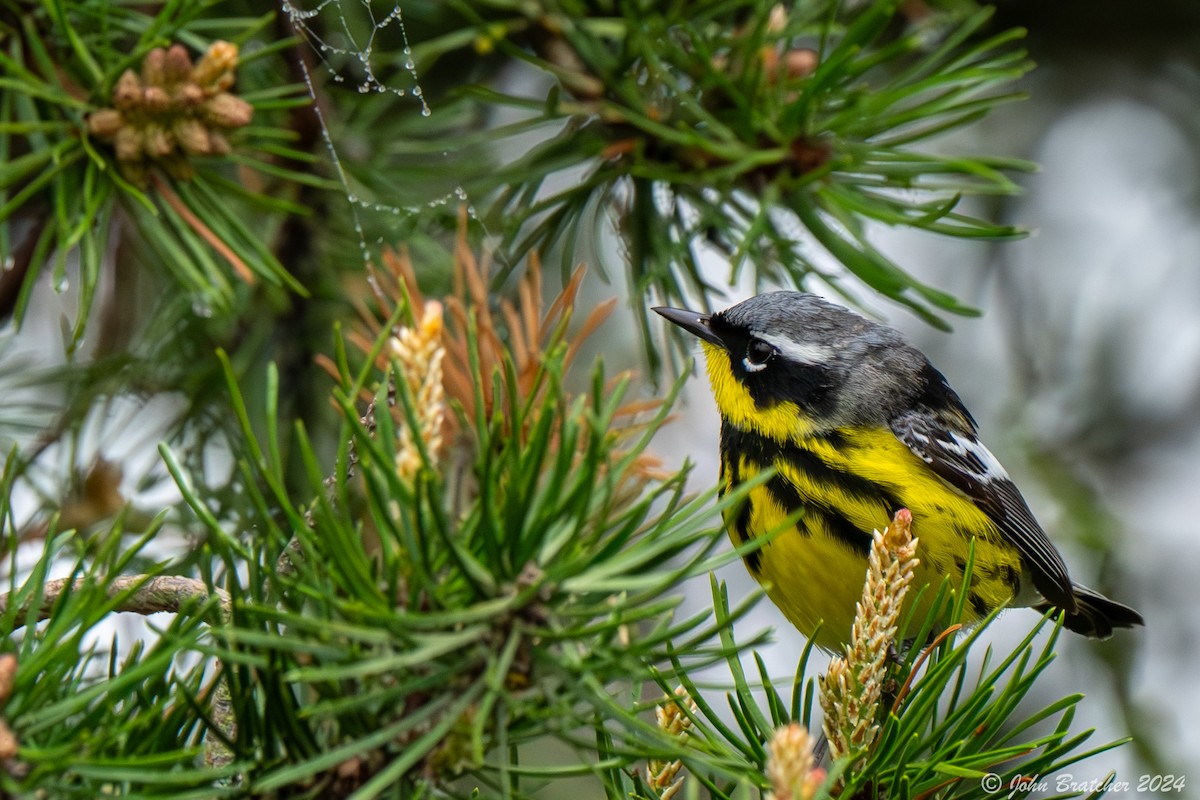 Magnolia Warbler - ML620826763