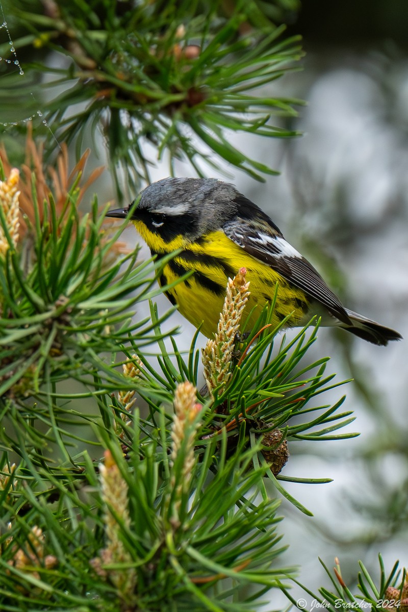 Magnolia Warbler - ML620826766