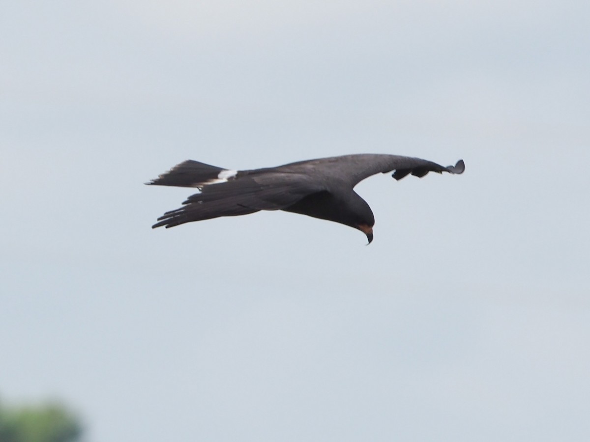 Snail Kite - ML620826767