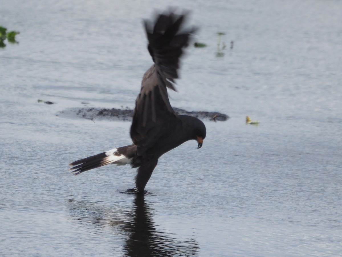 Snail Kite - ML620826768