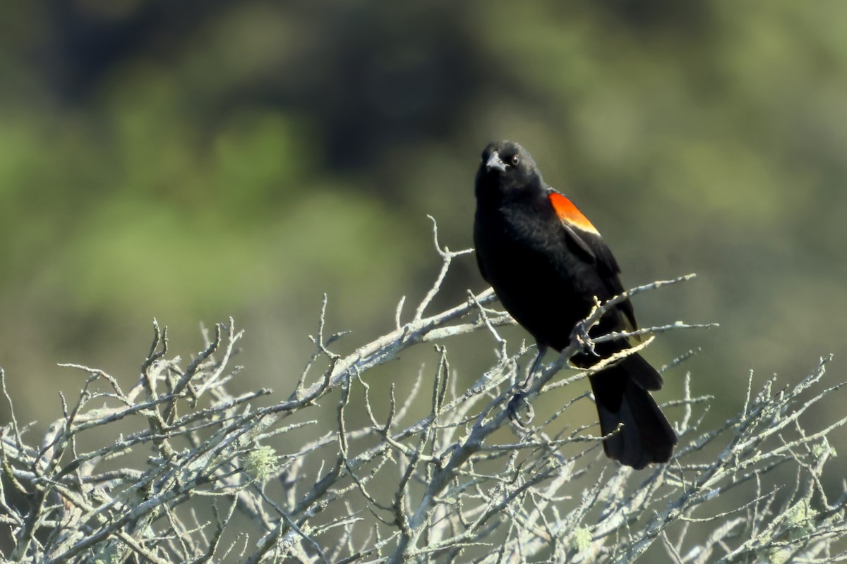 Red-winged Blackbird - ML620826769