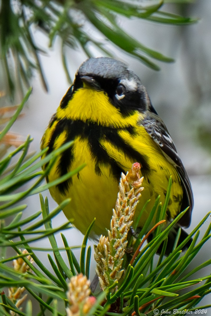 Magnolia Warbler - ML620826771