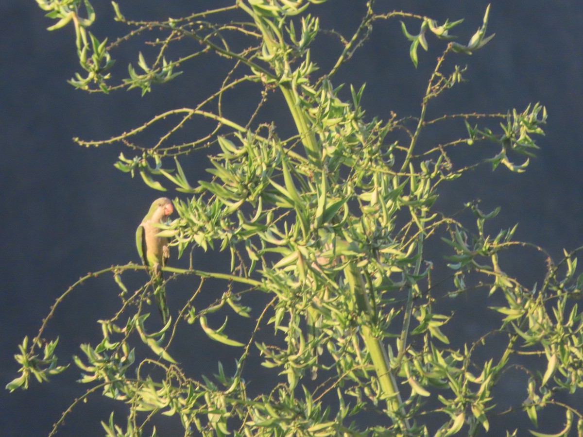 Monk Parakeet - ML620826773