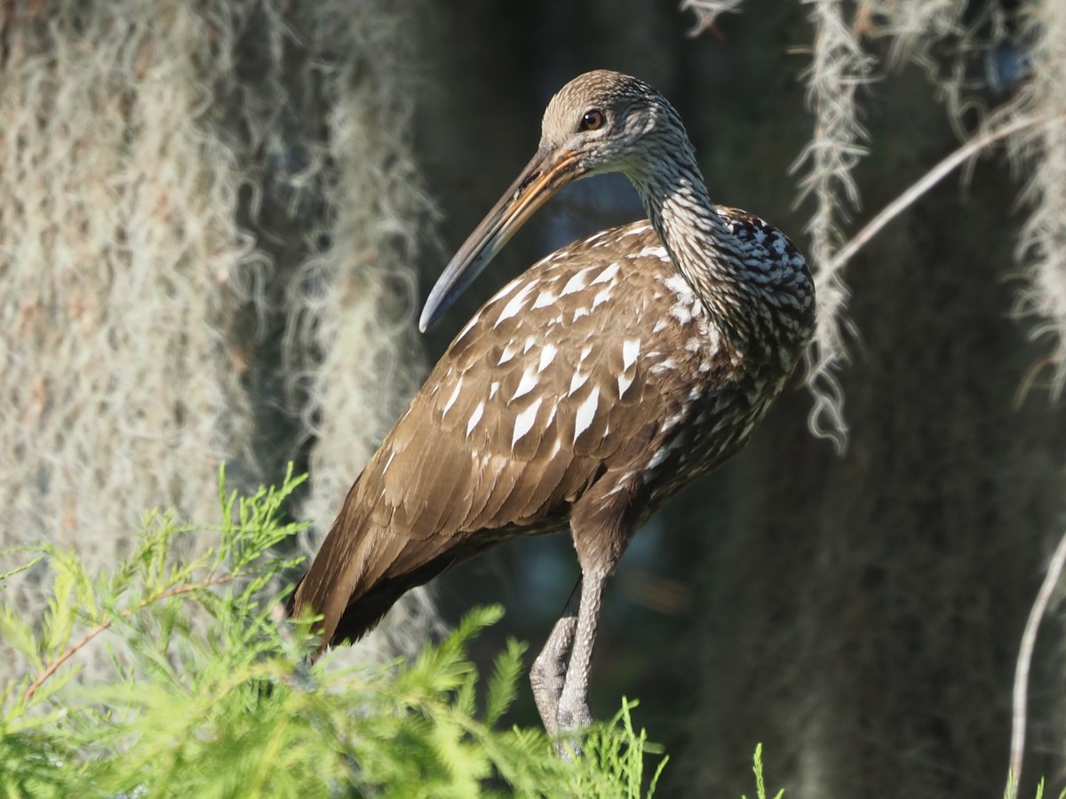 Limpkin - ML620826776