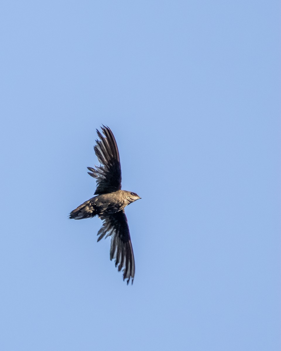 Chimney Swift - Erhan A