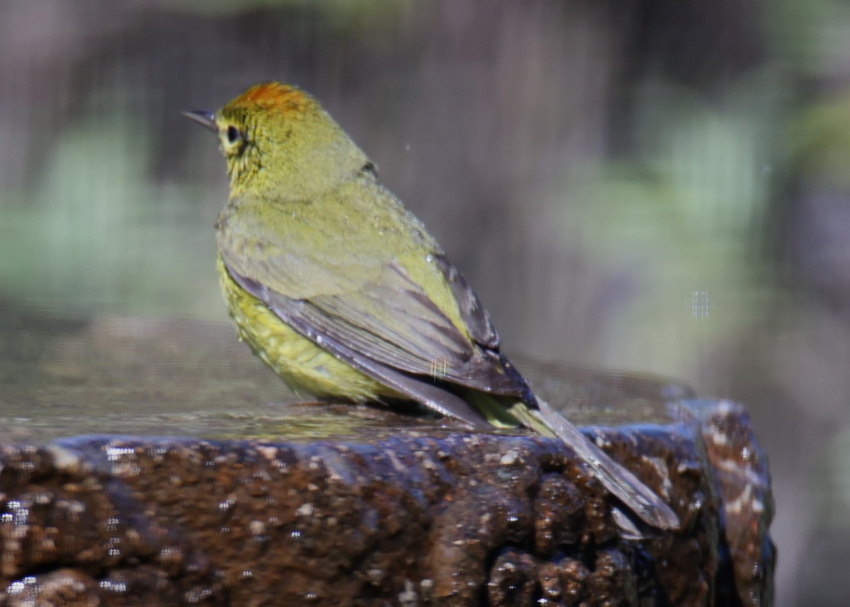 Orange-crowned Warbler - ML620826781