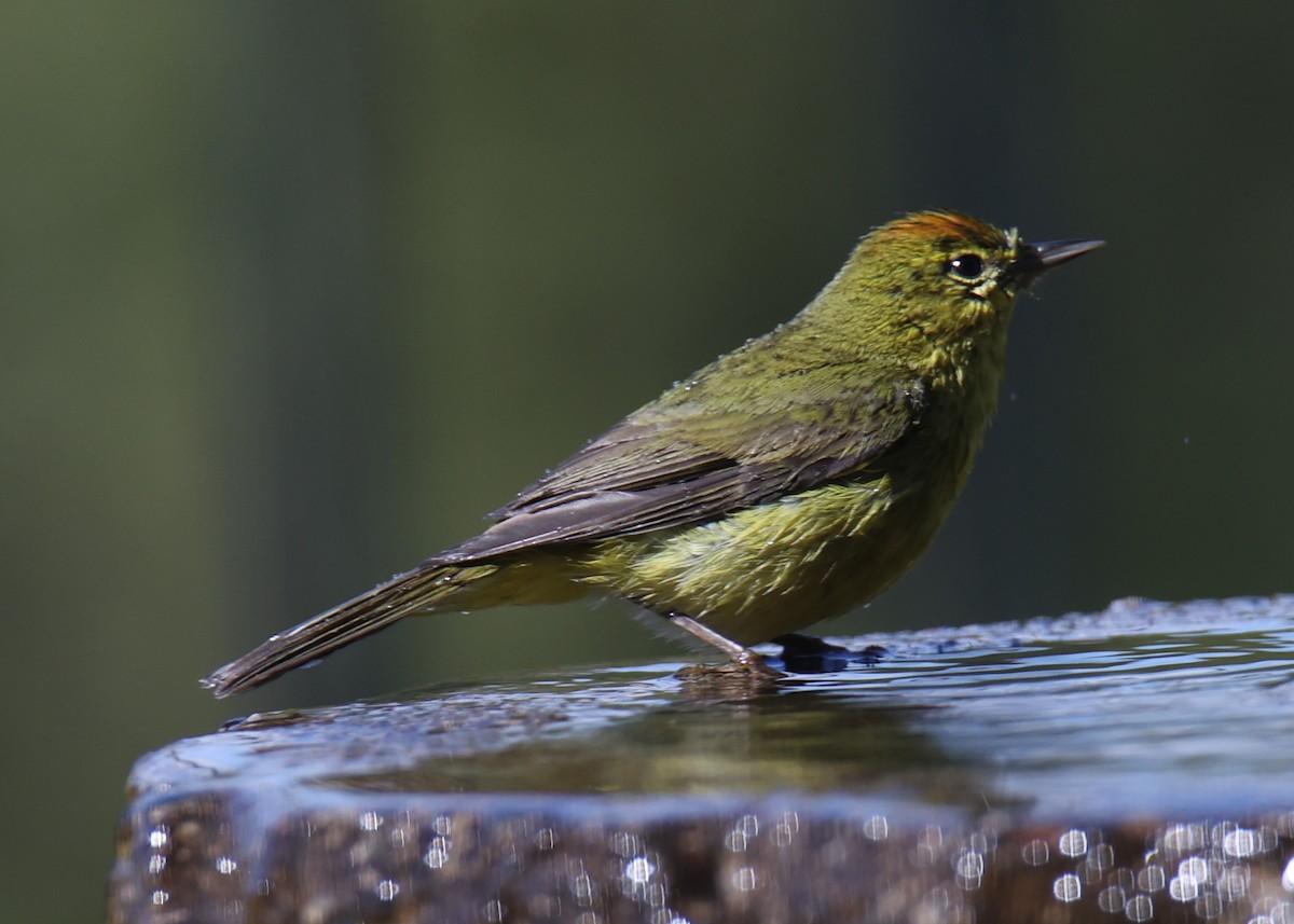 Orange-crowned Warbler - ML620826782