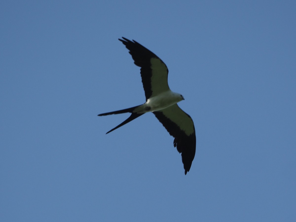 Swallow-tailed Kite - ML620826784