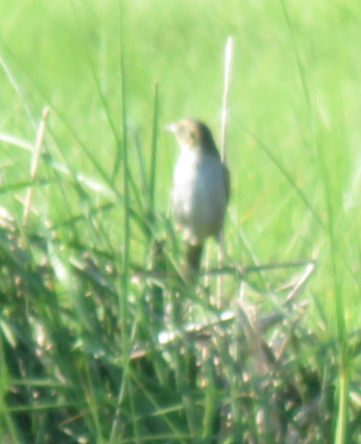 Saltmarsh Sparrow - ML620826785