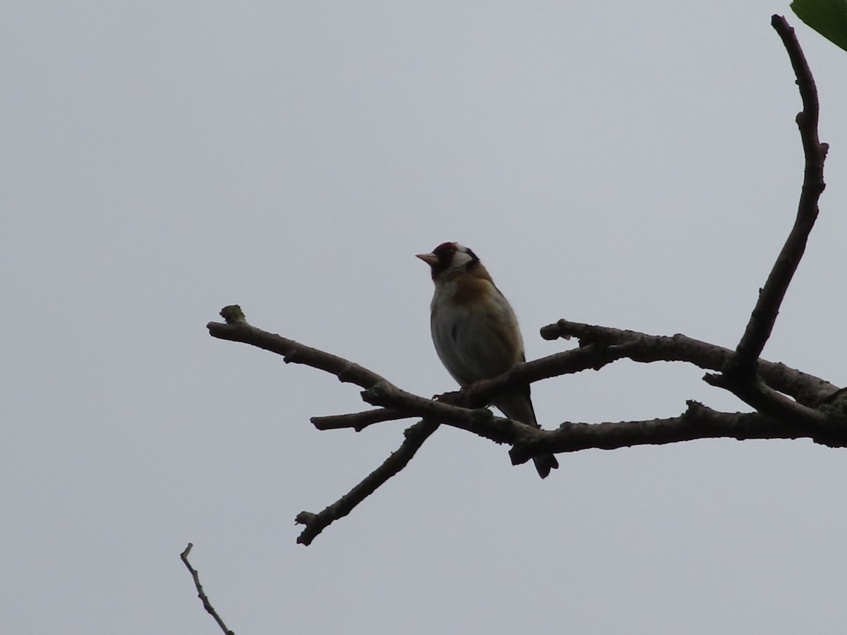 European Goldfinch - ML620826787