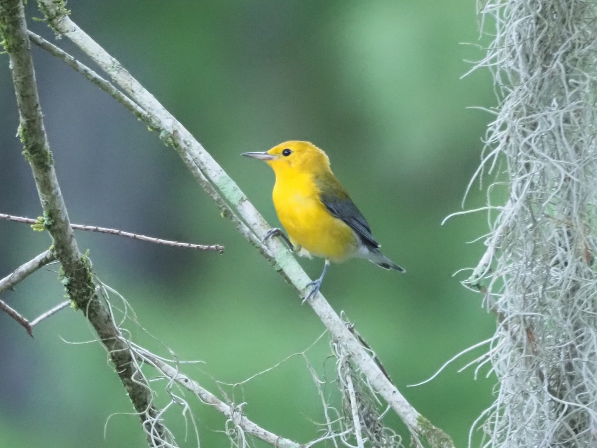 Prothonotary Warbler - ML620826789