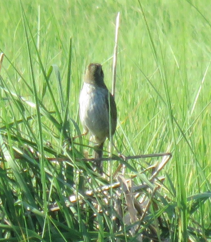 Saltmarsh Sparrow - ML620826791