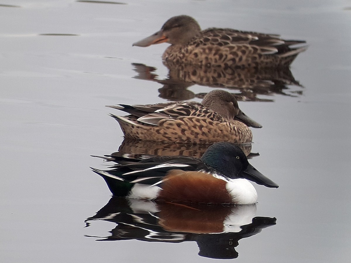 Northern Shoveler - ML620826799