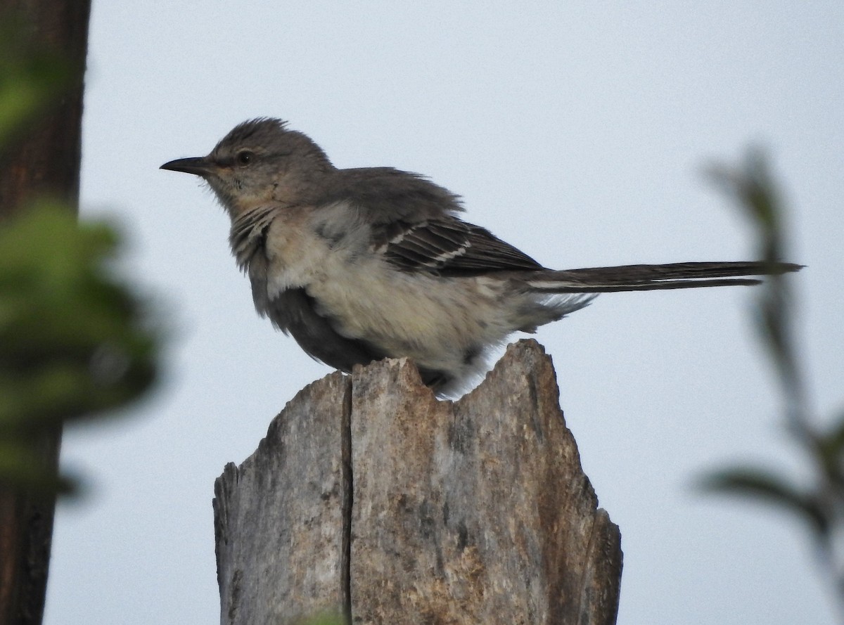 Northern Mockingbird - ML620826807