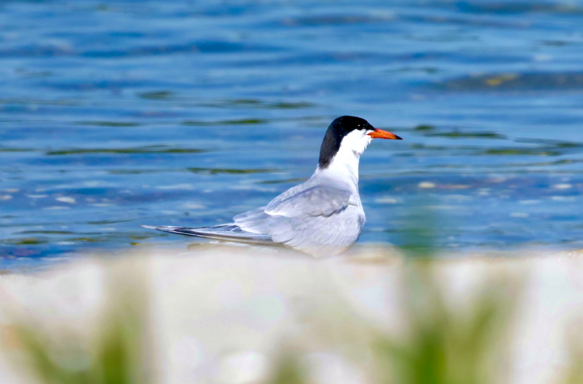 Common Tern - ML620826811