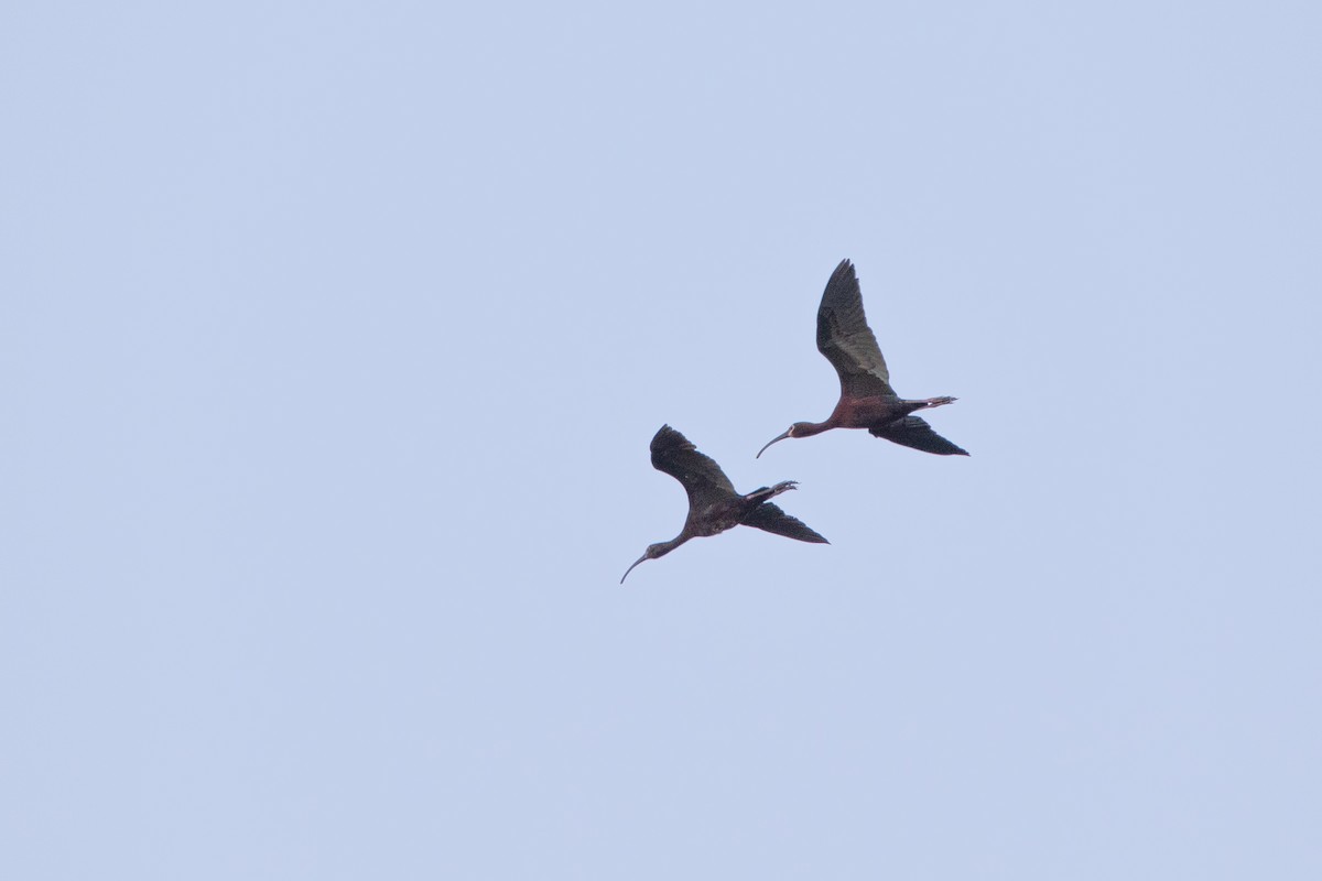 ibis americký - ML620826812