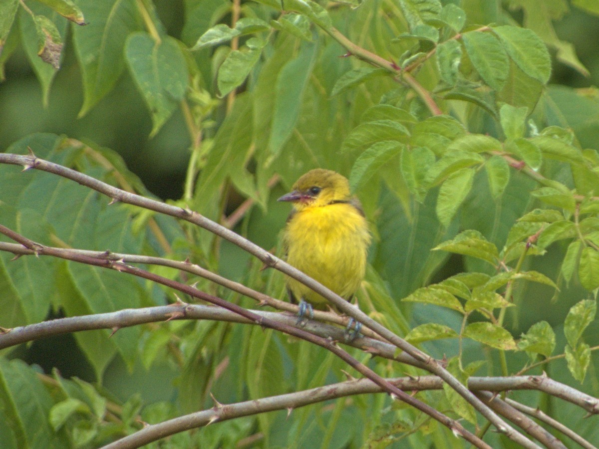 Orchard Oriole - ML620826816