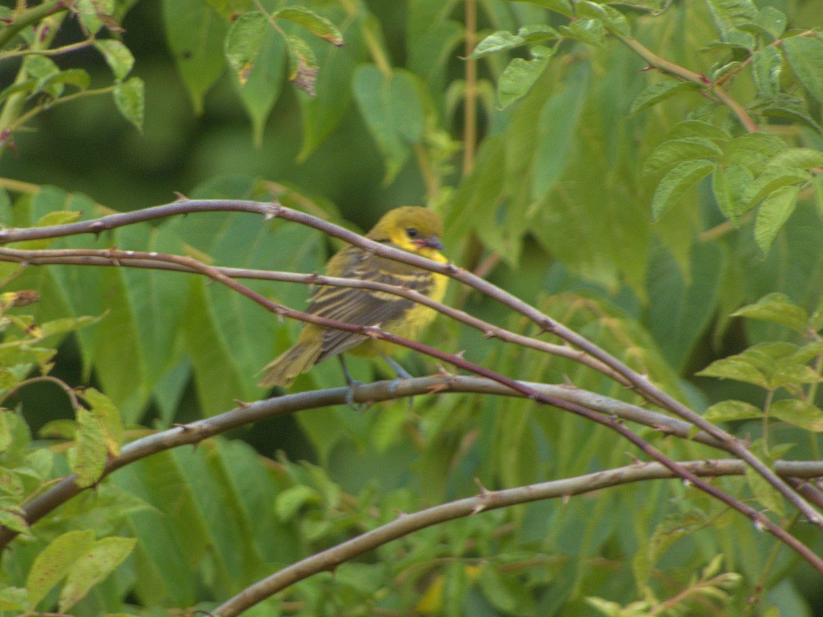 Orchard Oriole - ML620826817