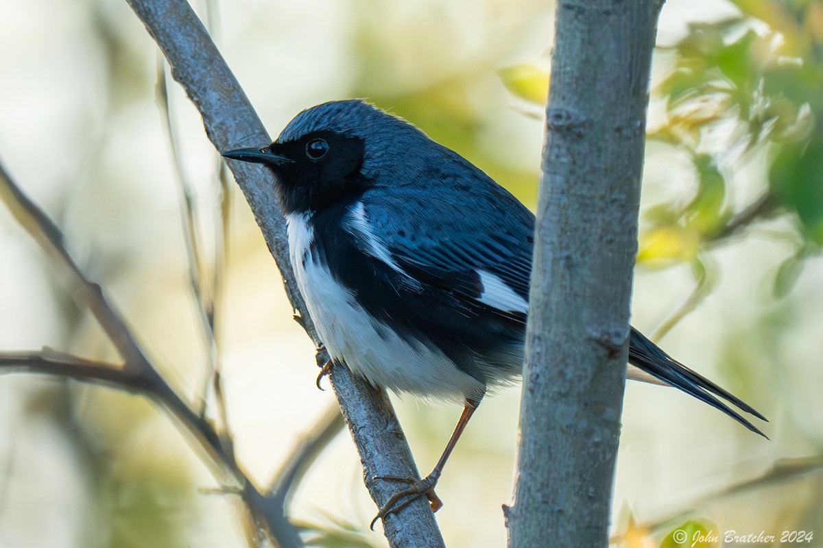 Black-throated Blue Warbler - ML620826820