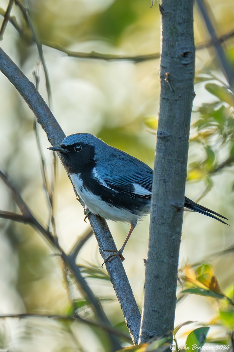 Black-throated Blue Warbler - ML620826822