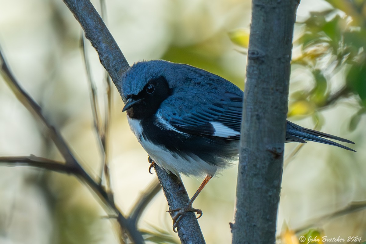 Black-throated Blue Warbler - ML620826823