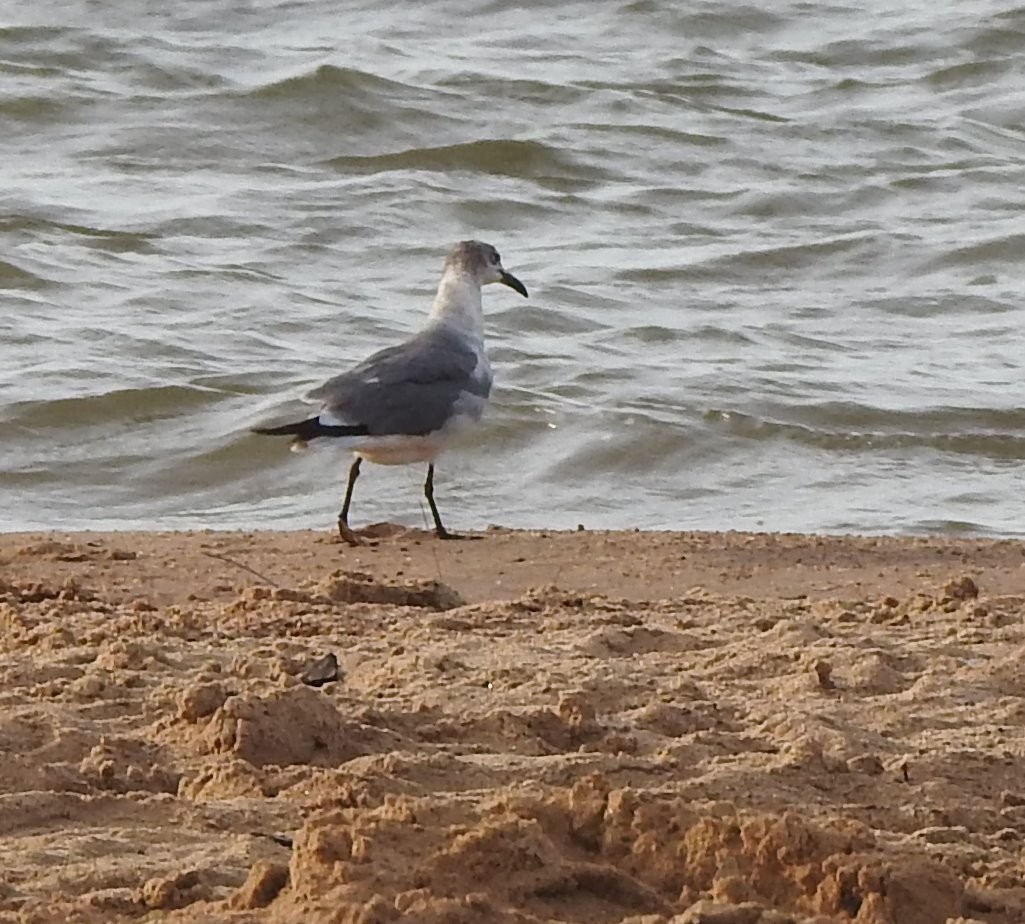 Laughing Gull - Carol Morgan