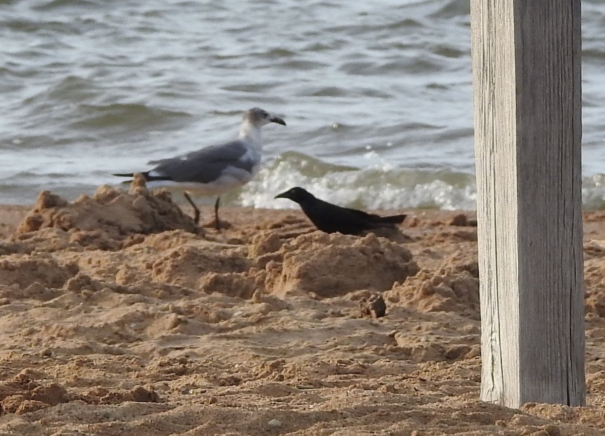 Mouette atricille - ML620826825