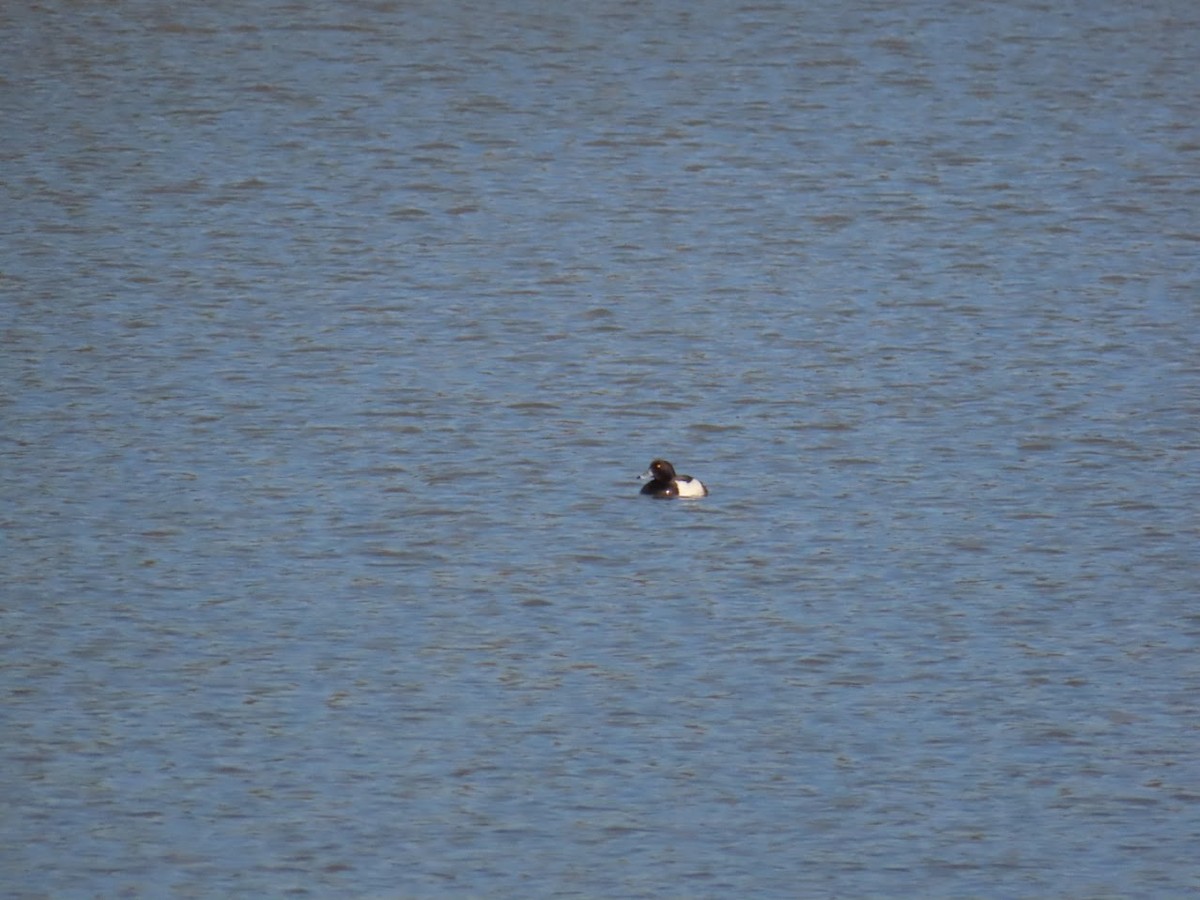 Tufted Duck - Sampo Oksa