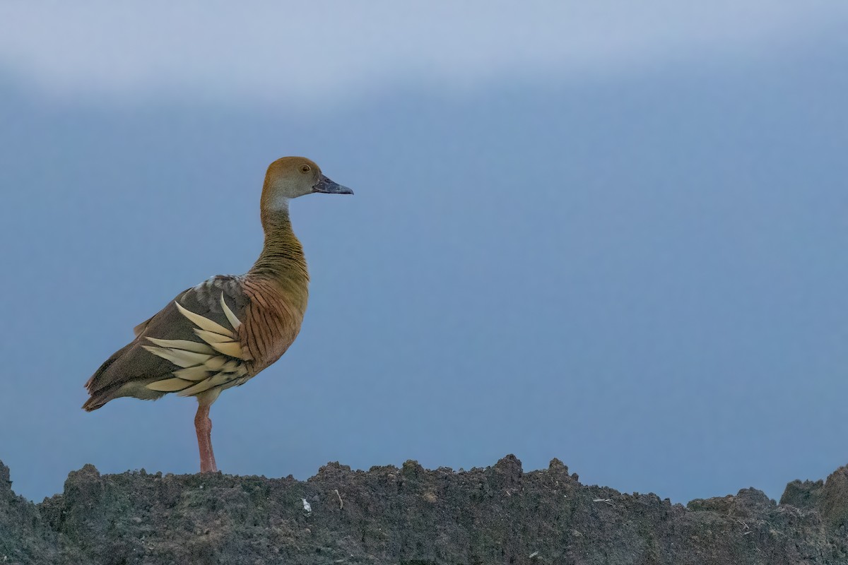 Plumed Whistling-Duck - ML620826827