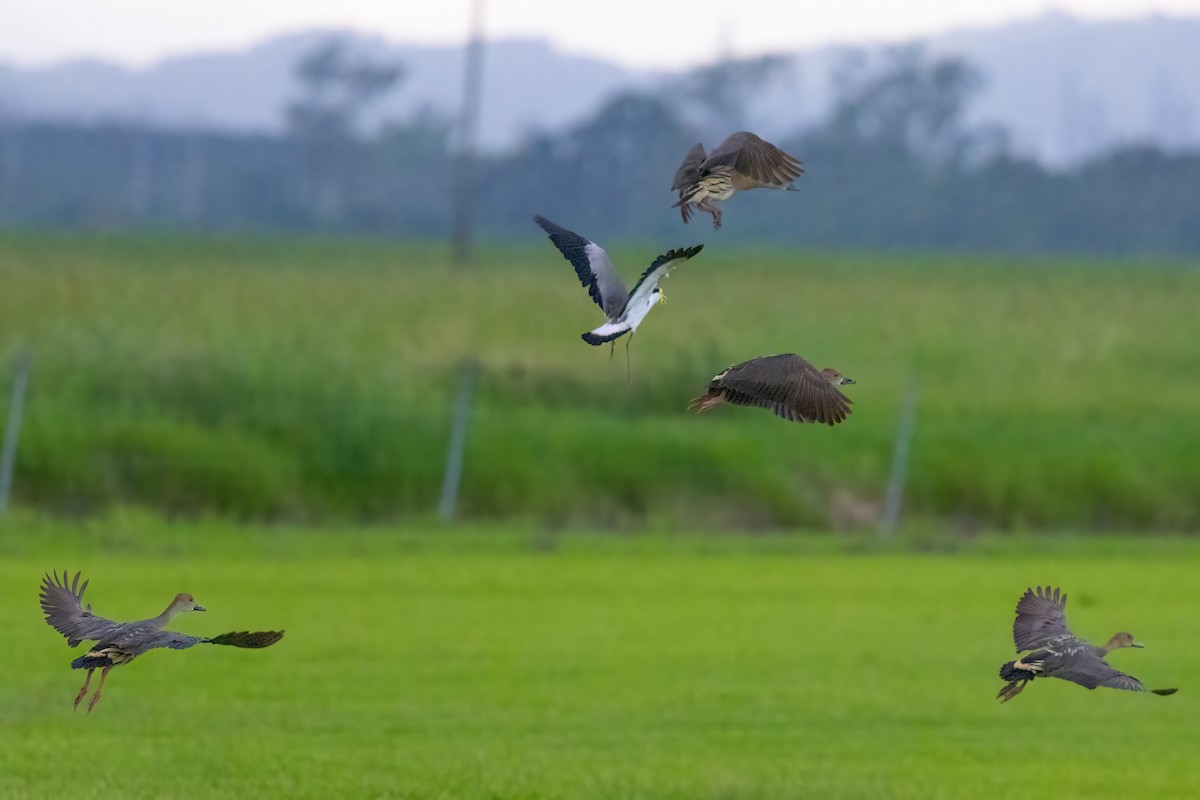 Plumed Whistling-Duck - ML620826828