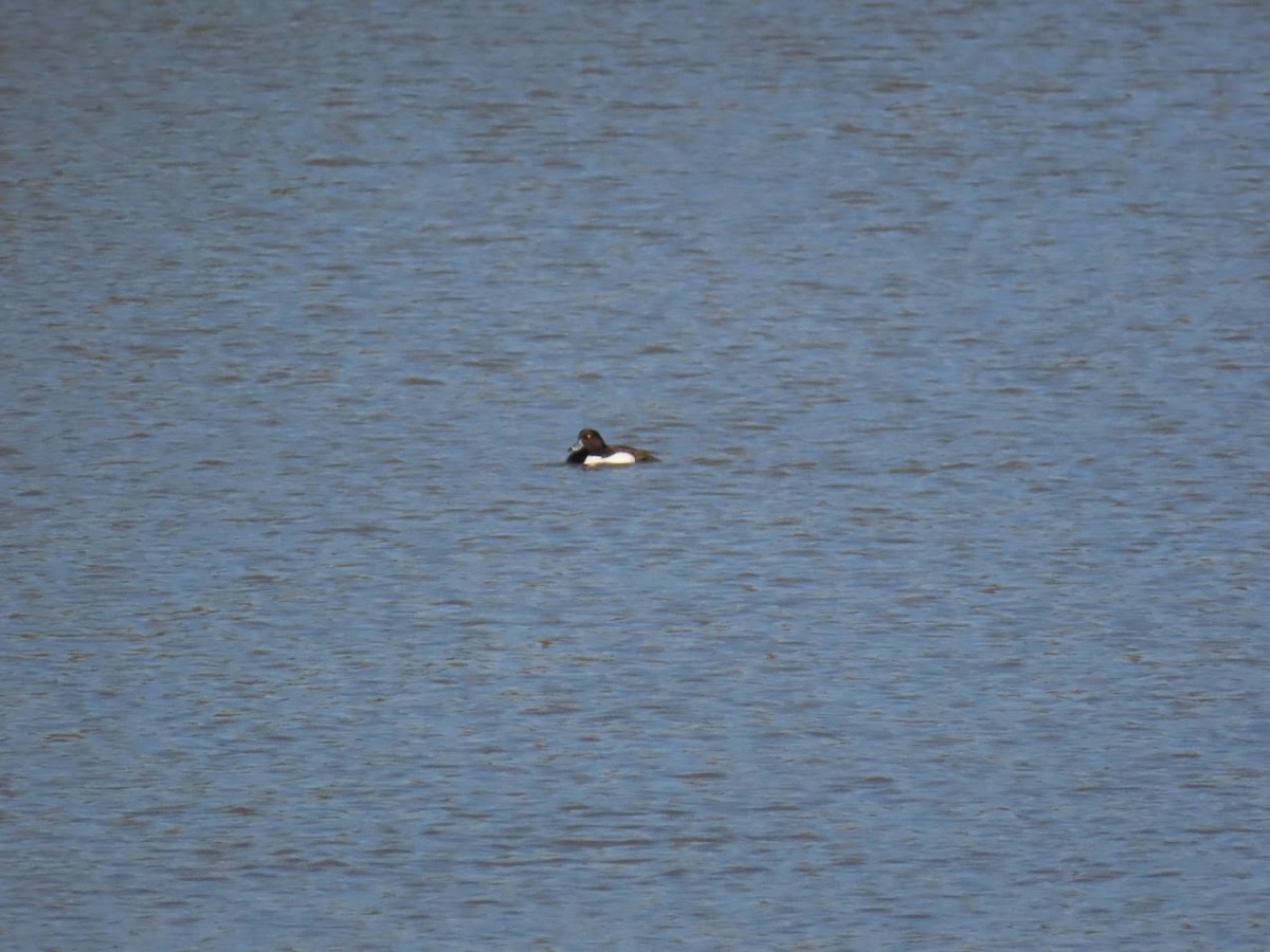 Tufted Duck - ML620826829