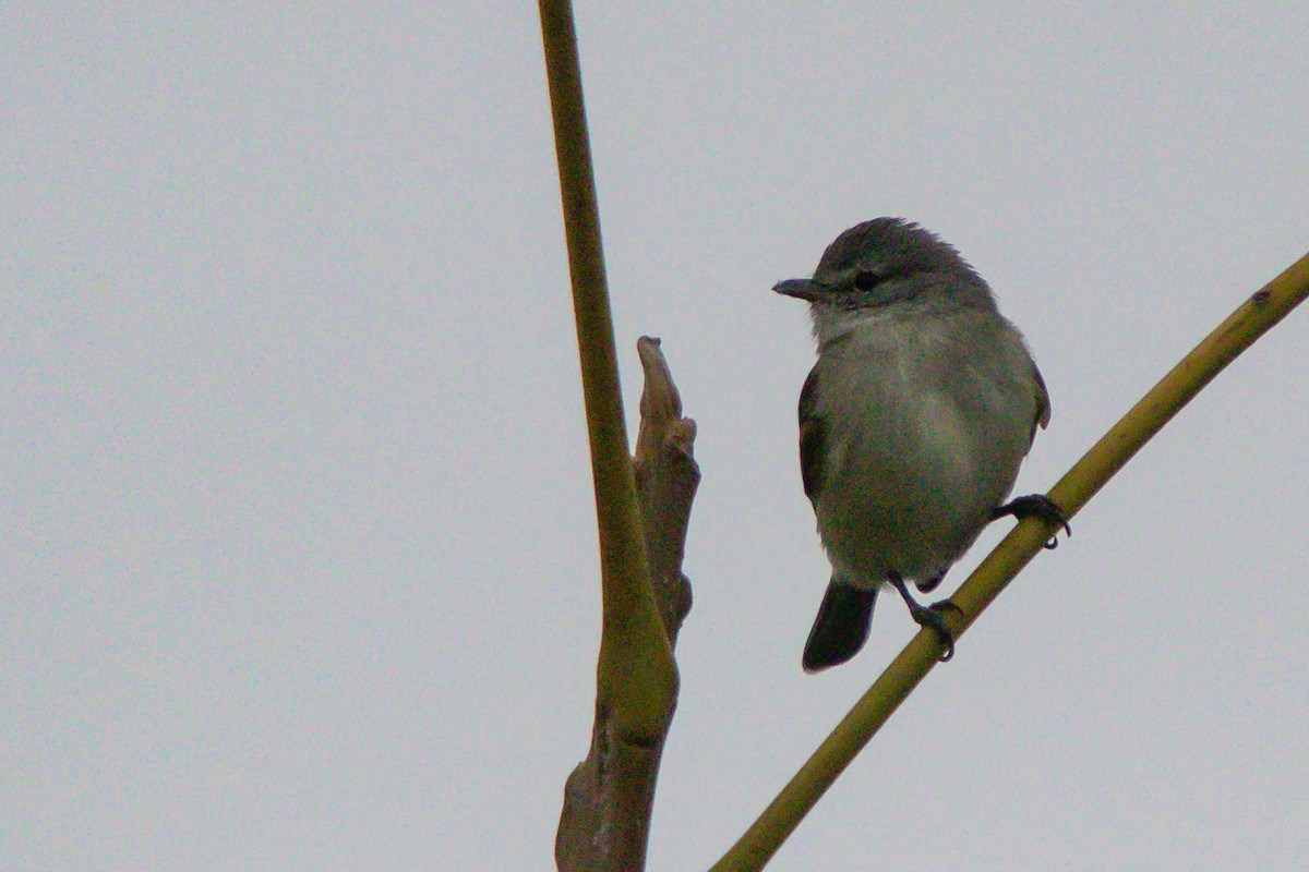 Tyranneau passegris - ML620826830