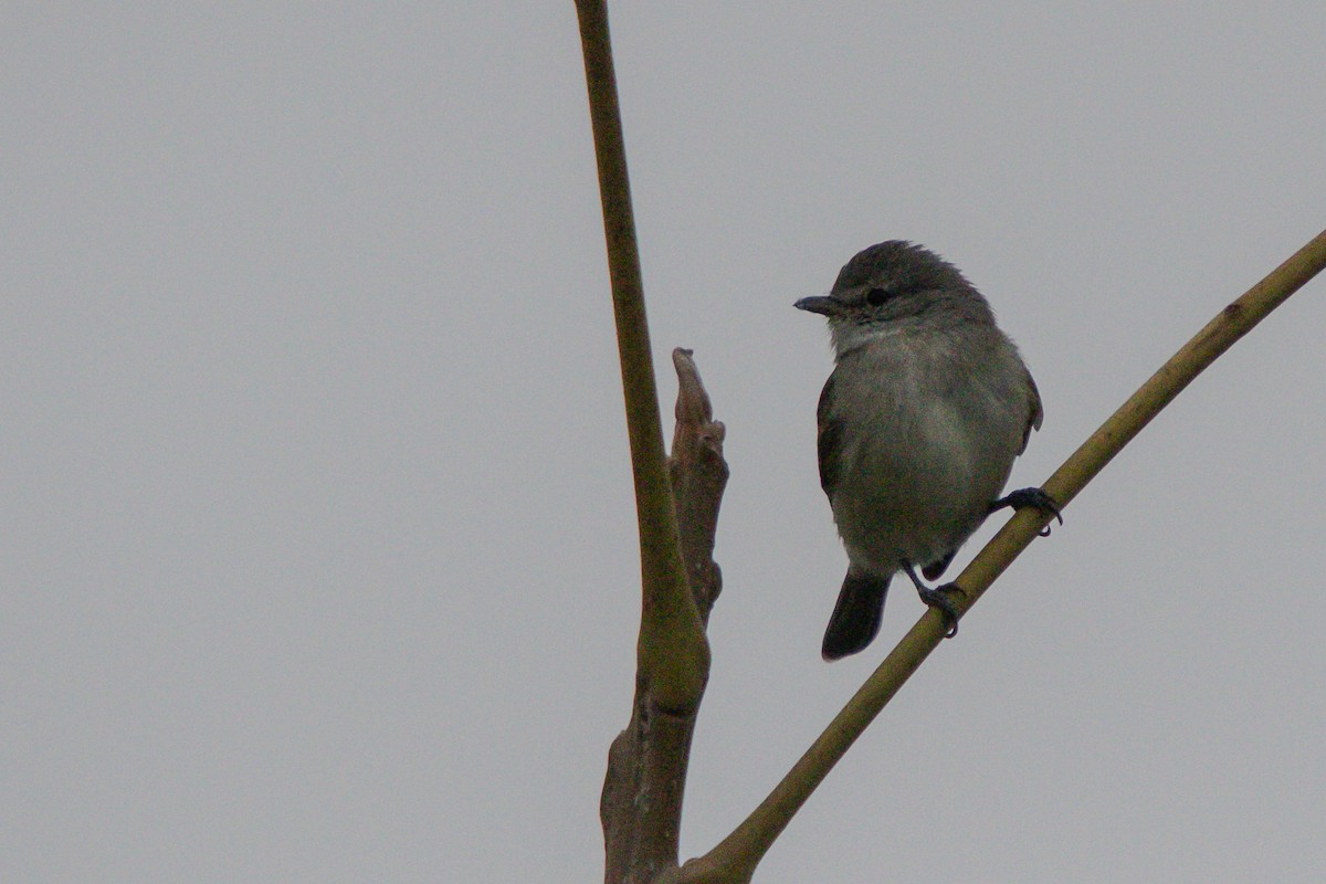 Tyranneau passegris - ML620826831