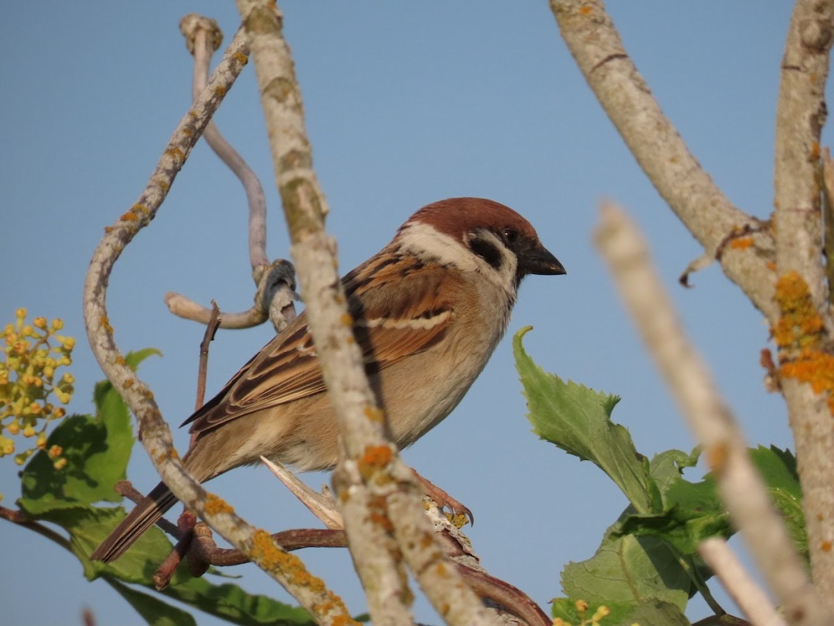 Eurasian Tree Sparrow - ML620826836