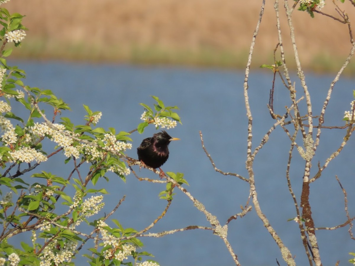 European Starling - ML620826839