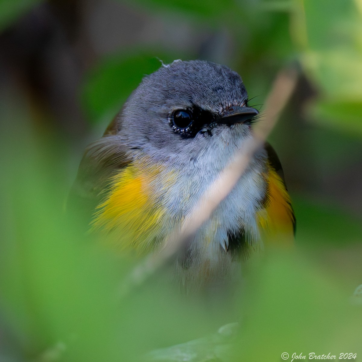 American Redstart - ML620826840