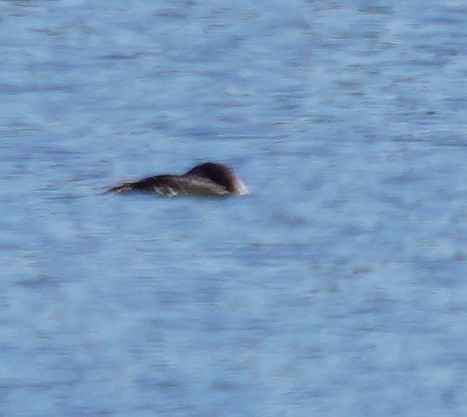 Yellow-billed Loon - ML620826843