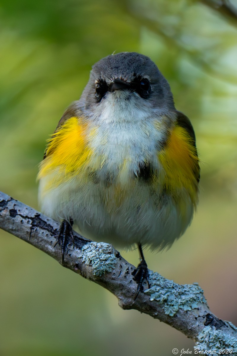 American Redstart - ML620826845