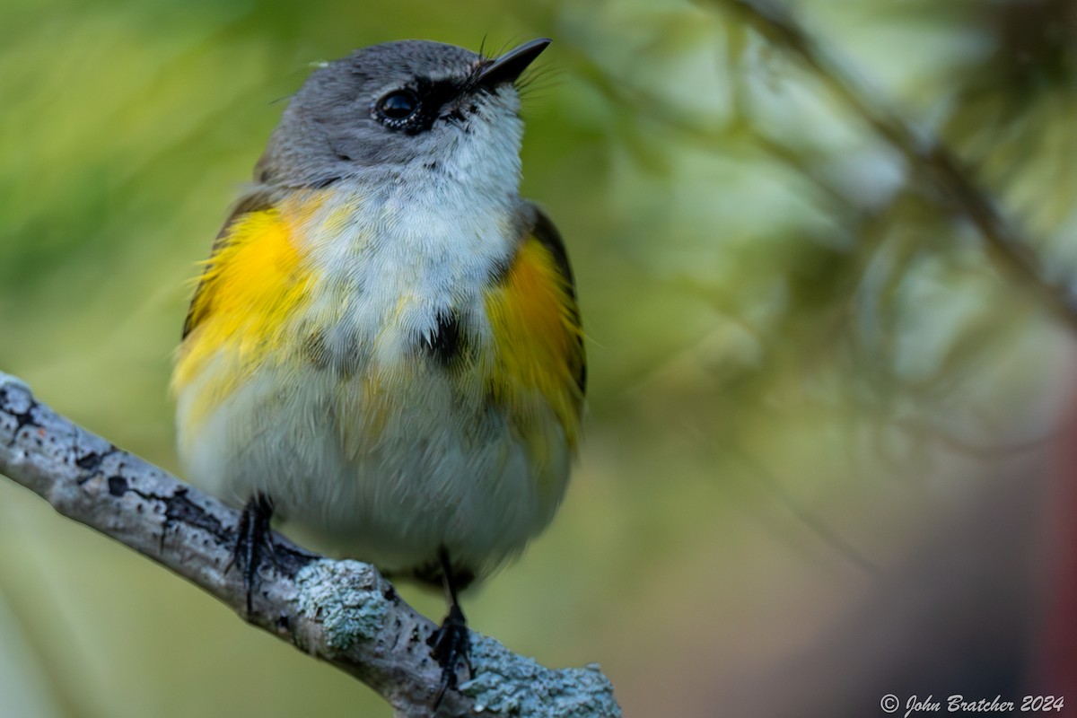 American Redstart - John Bratcher