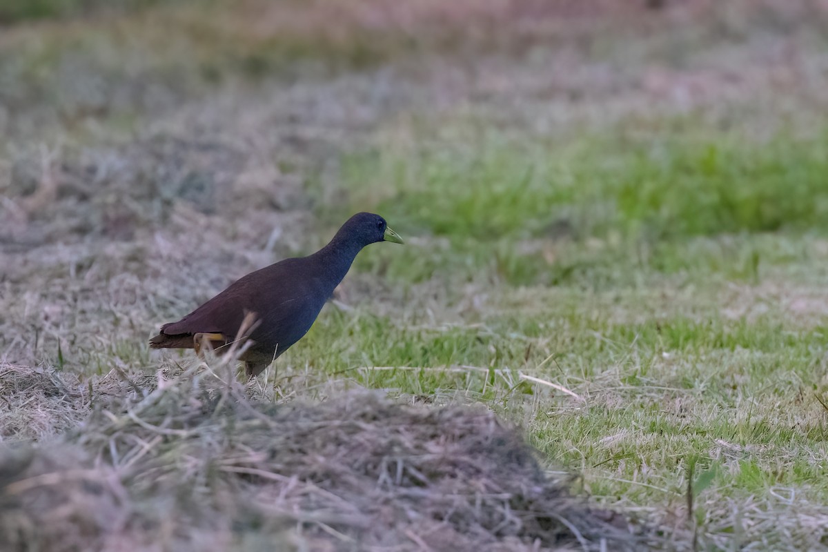 Pale-vented Bush-hen - ML620826849