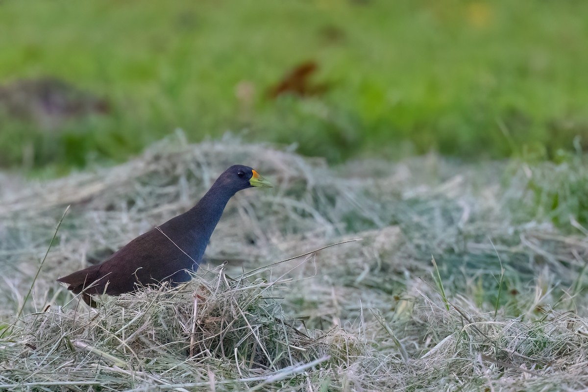 Pale-vented Bush-hen - ML620826850