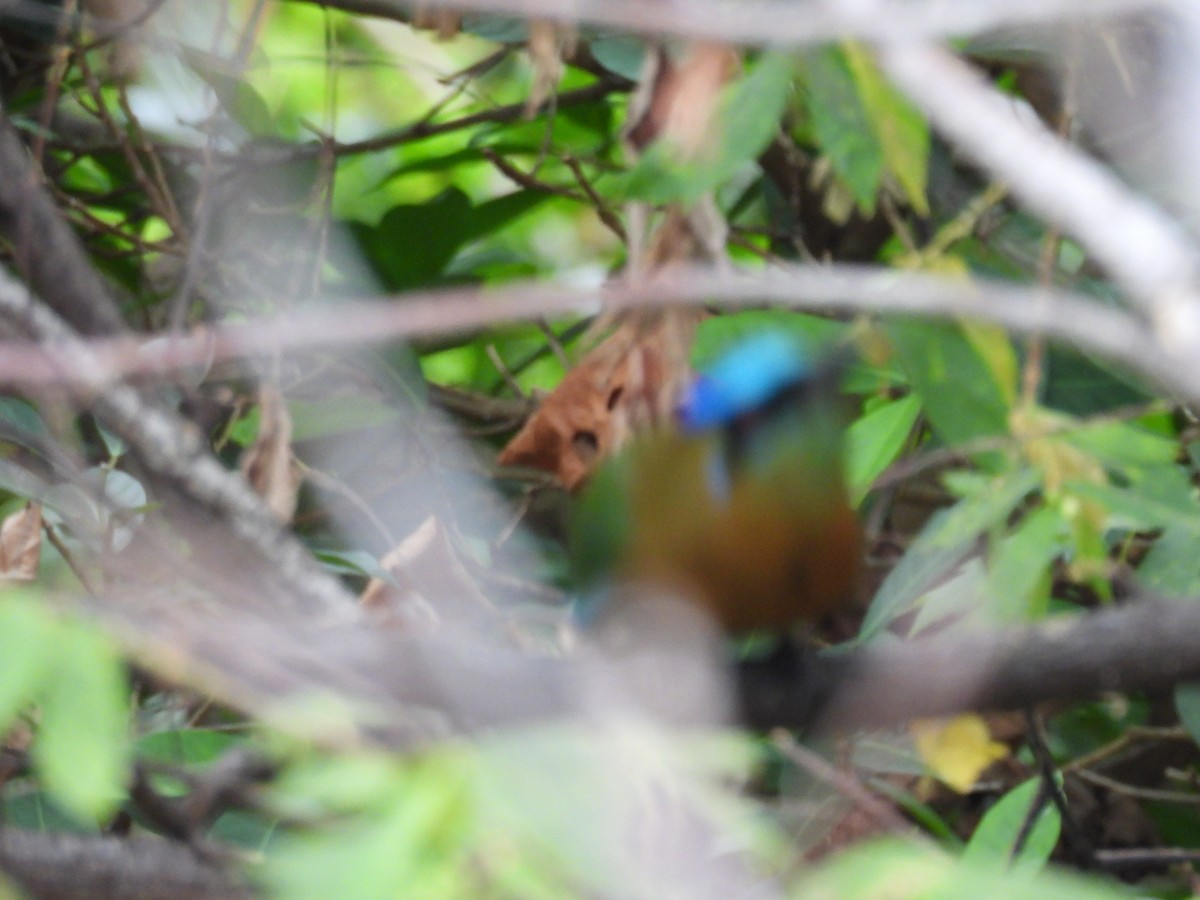 diademmotmot - ML620826852