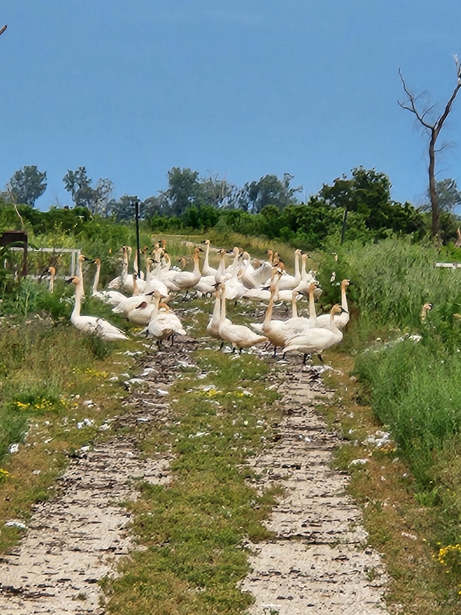 Trumpeter Swan - ML620826854