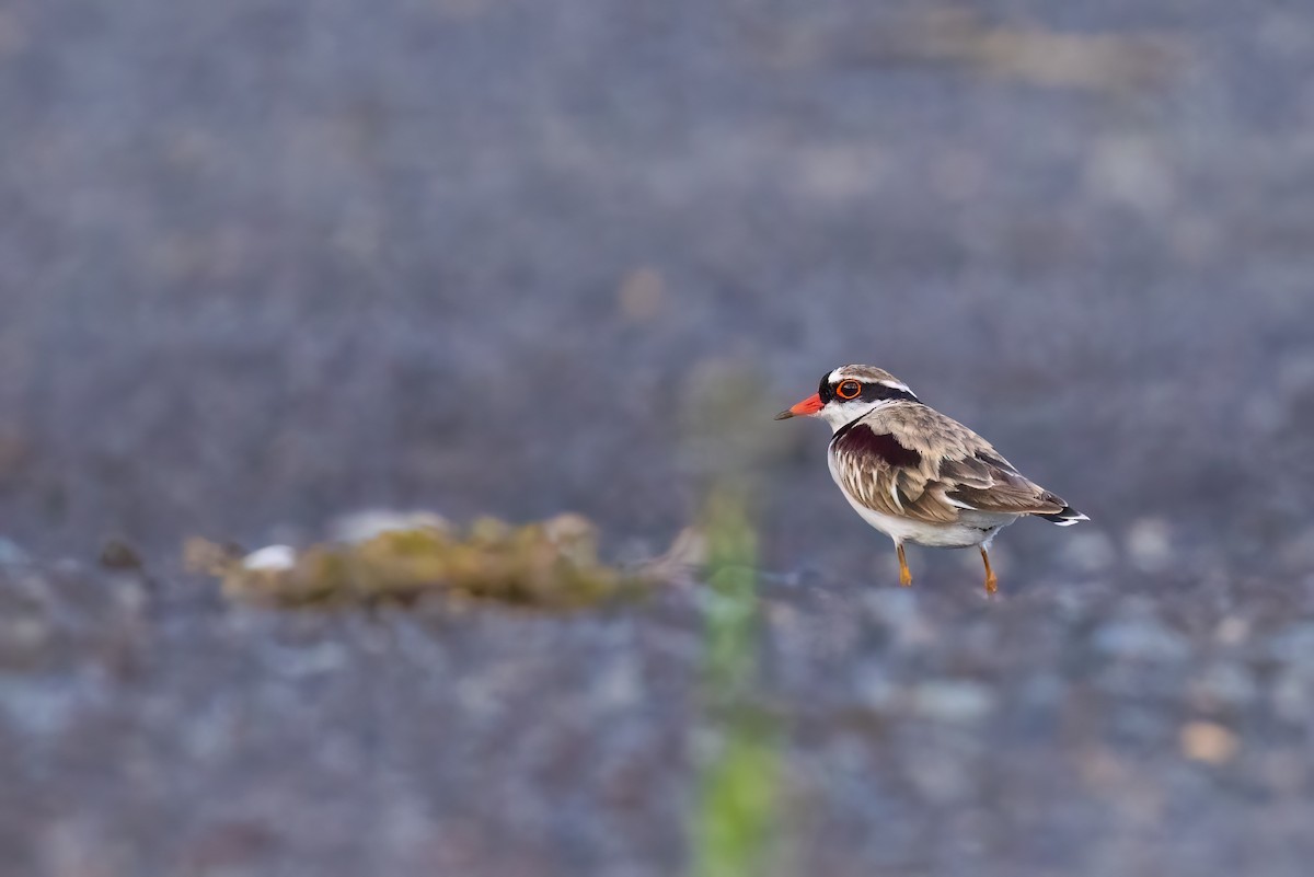 Black-fronted Dotterel - ML620826855