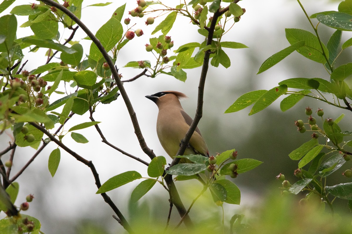 Cedar Waxwing - ML620826856