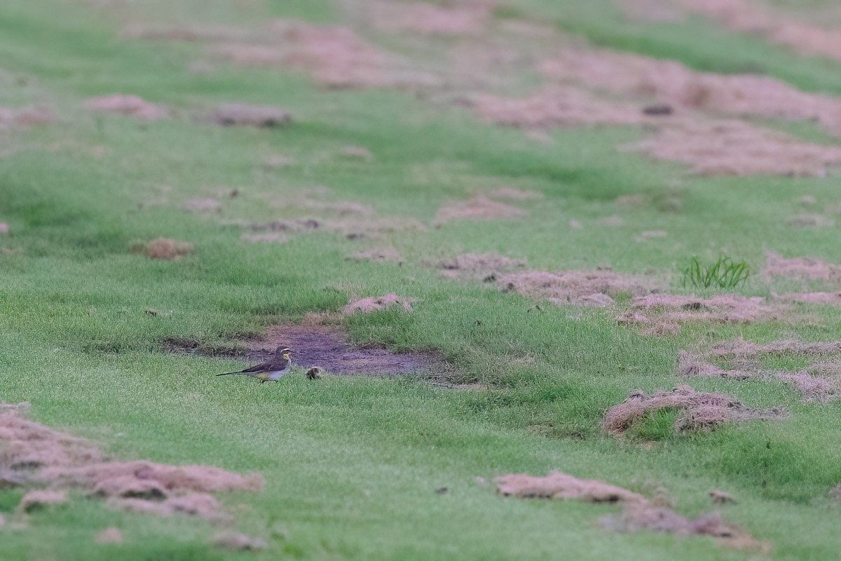 Eastern Yellow Wagtail - ML620826868